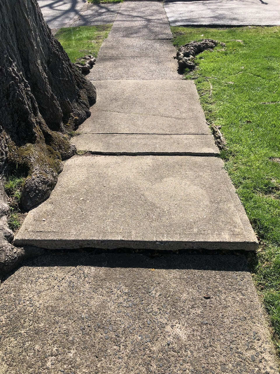 Uneven sidewalk panels lifted by large tree roots before Ridgewood repair.